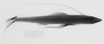 Media type: image;   Ichthyology 167902 Description: xray;  Aspect: lateral